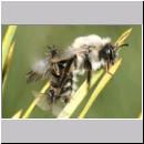 Stylops melittae - Faecherfluegler m18 5mm an Andrena vaga.jpg